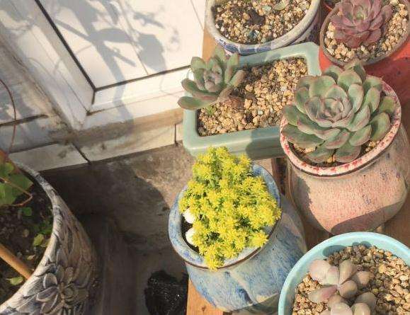 冬季能给多肉植物换土吗