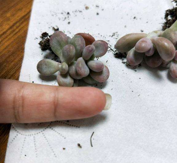 冬季多肉配土 颗粒少 可以吗 怎么样