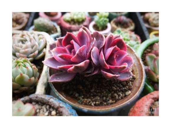 上海真美养多肉的日记 图片