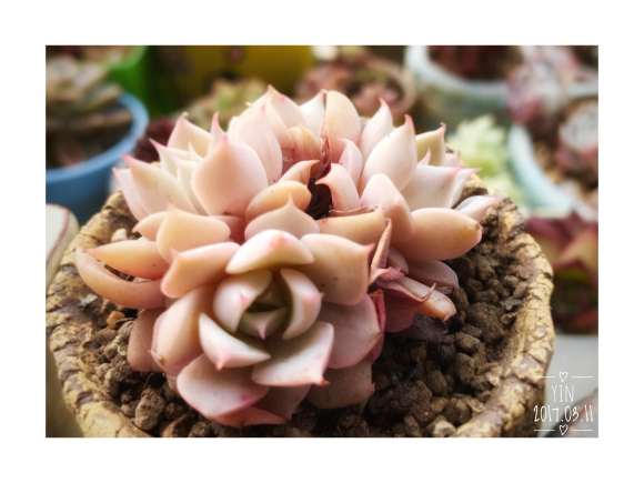 上海真美养多肉的日记