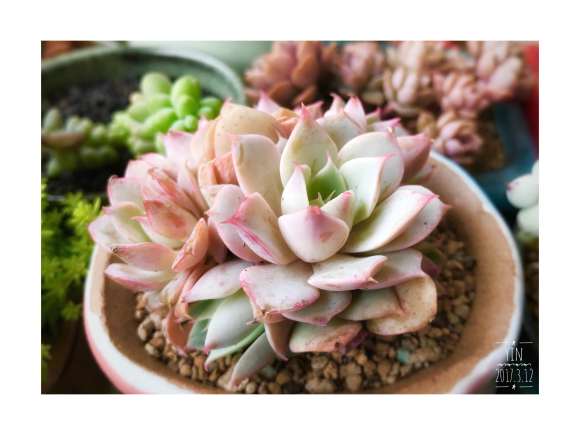 上海真美养多肉的日记