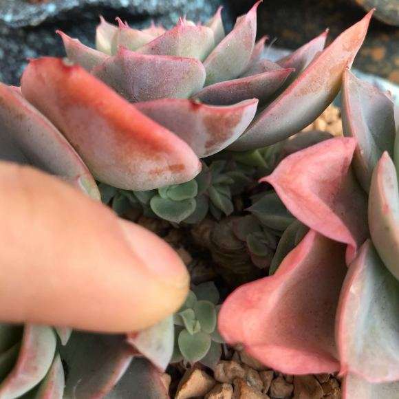 冬天多肉在屋里养 为什么叶子变软