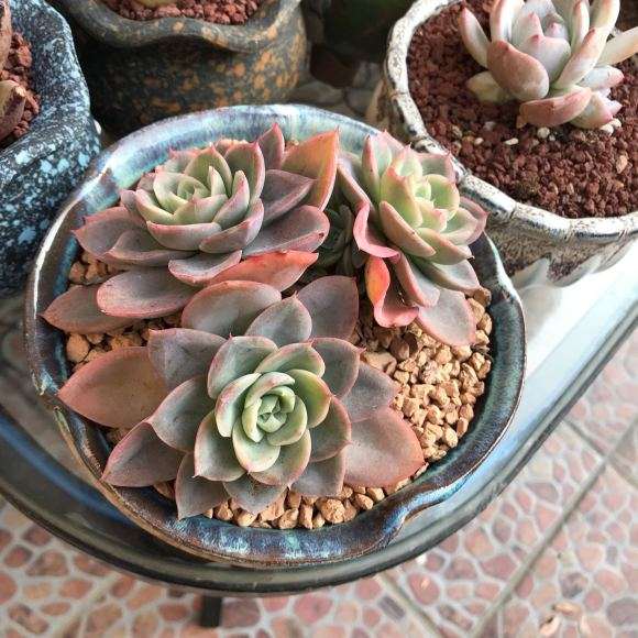 冬天多肉在屋里养 为什么叶子变软