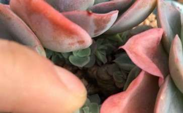 冬天多肉在屋里养 为什么叶子变软