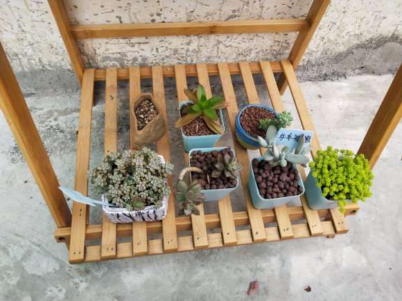 为什么广东省冬季多肉可以开挂