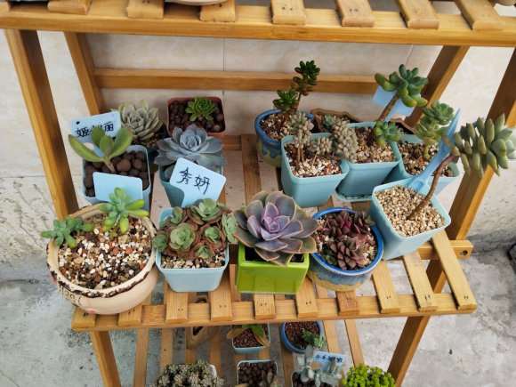 为什么广东省冬季多肉可以开挂