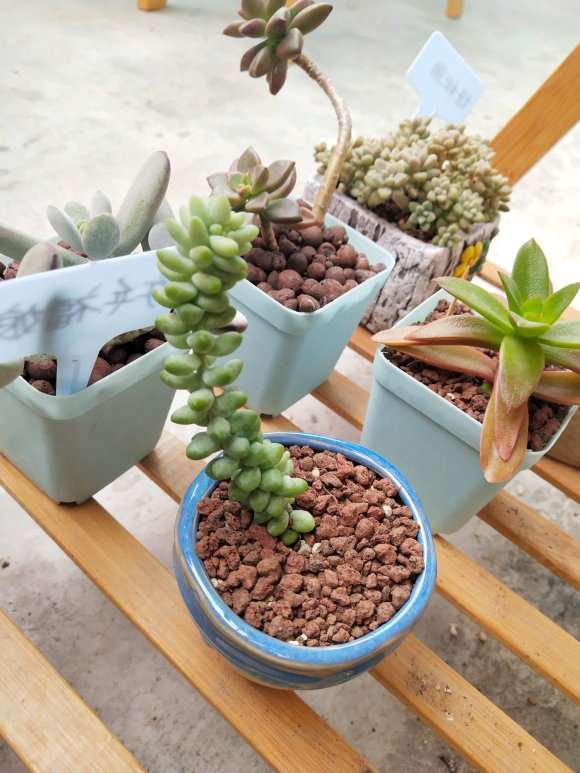 为什么广东省冬季多肉可以开挂