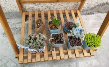 为什么广东省冬季多肉可以开挂 图片