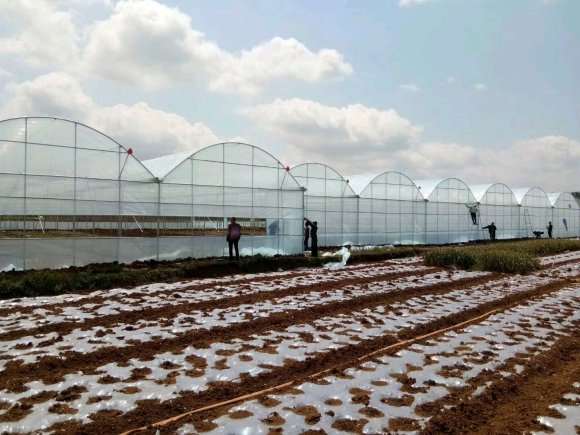 多肉行业的未来会是春天