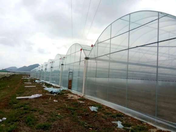 多肉行业的未来会是春天