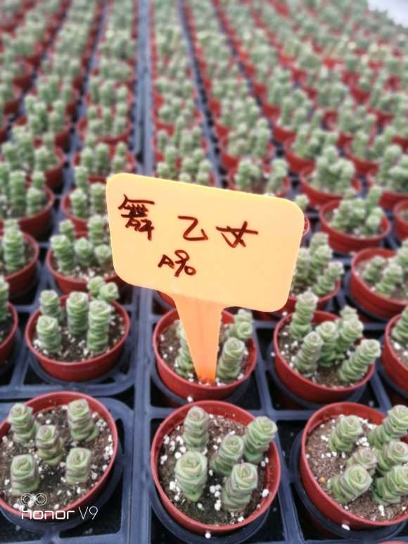 多肉行业的未来会是春天