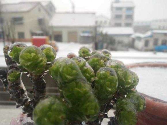 下雪天 多肉植物该怎么养护