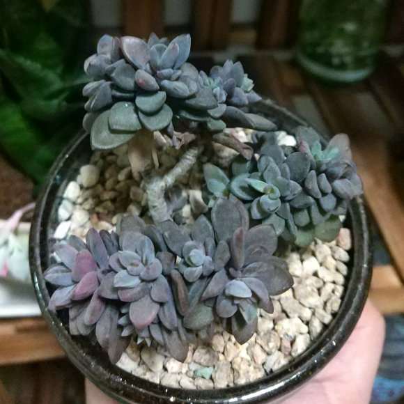 下雪天 多肉植物该怎么养护