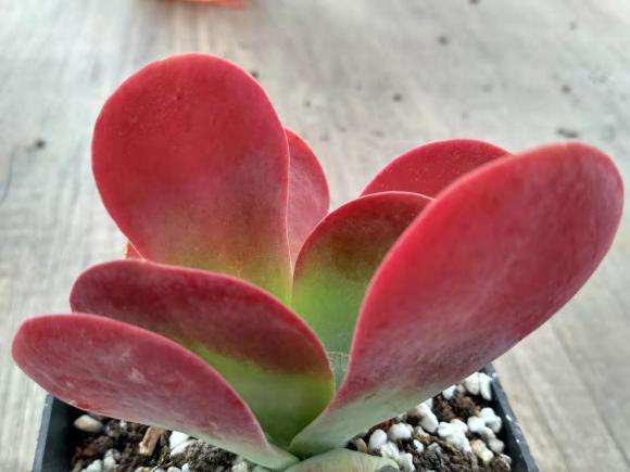 最大气的冬天多肉植物