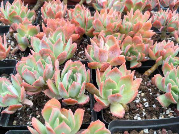 最大气的冬天多肉植物