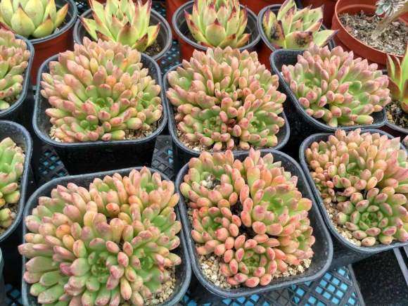 最大气的冬天多肉植物