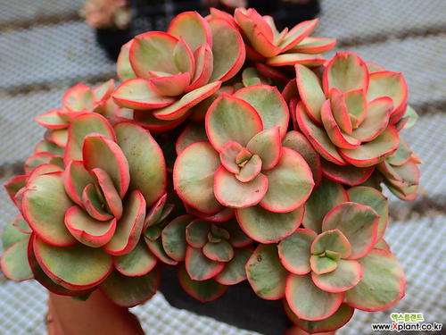 秀妍多肉喷多菌灵会长虫吗 图片