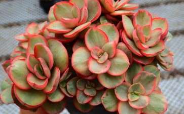 秀妍多肉喷多菌灵会长虫吗 图片