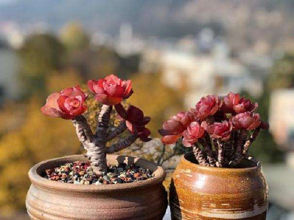 秀妍多肉的花剑在大棚子里闷了1个冬天