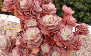 秀妍多肉的花剑在大棚子里闷了1个冬天