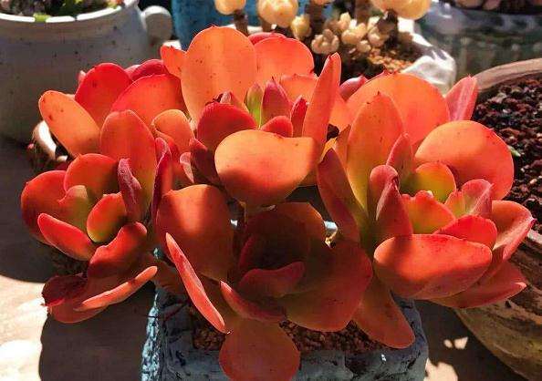 安徽冬天基本零下 多肉植物好养殖么