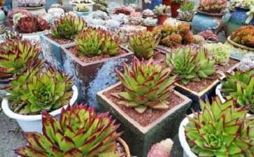 多肉土不大好种 土太干硬了 怎么办