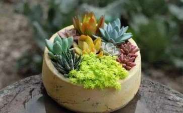 为什么多肉土很干了 才浇水会死 图片