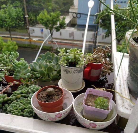 多肉土干过后根死了 是浇水出的问题