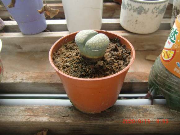 多肉土干过后根死了 是浇水出的问题