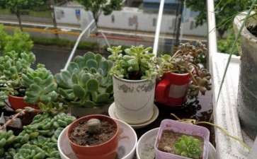 多肉土干过后根死了 是浇水出的问题