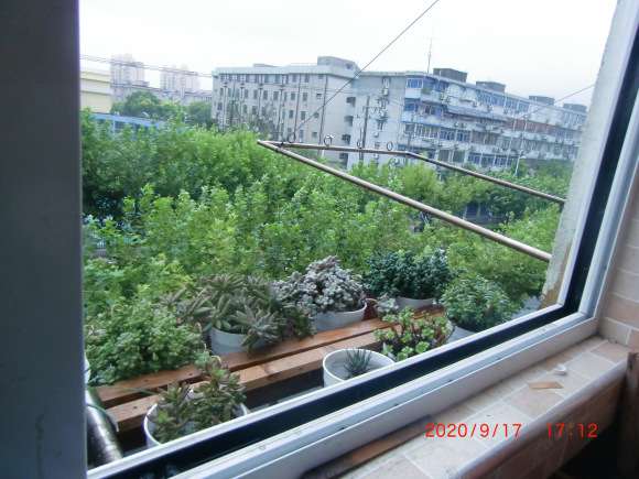 为什么多肉根尖离水即死