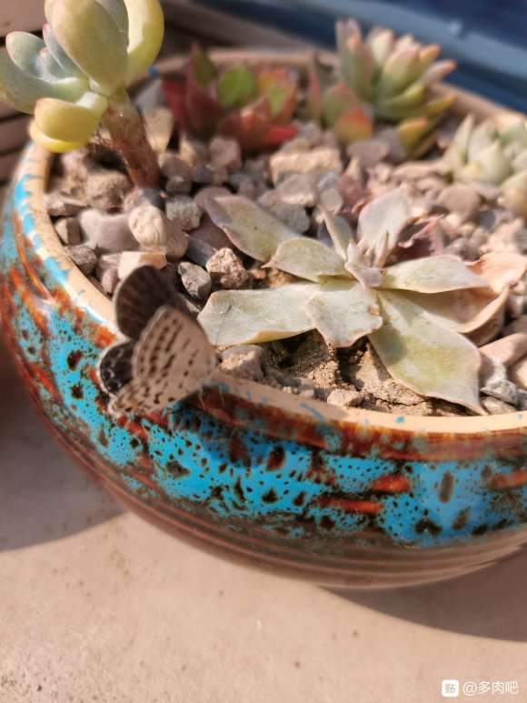 为什么多肉根尖离水即死