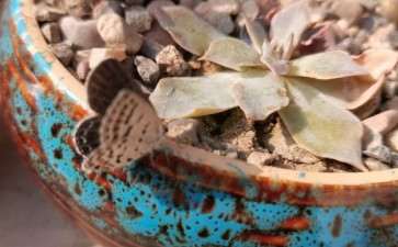 为什么多肉根尖离水即死 图片