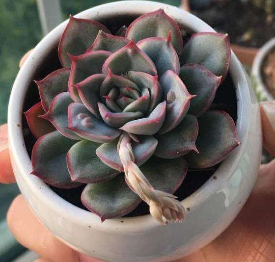 为什么冬天猎户座多肉准备开花了