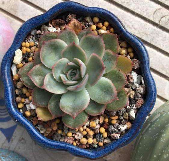 为什么冬天猎户座多肉准备开花了