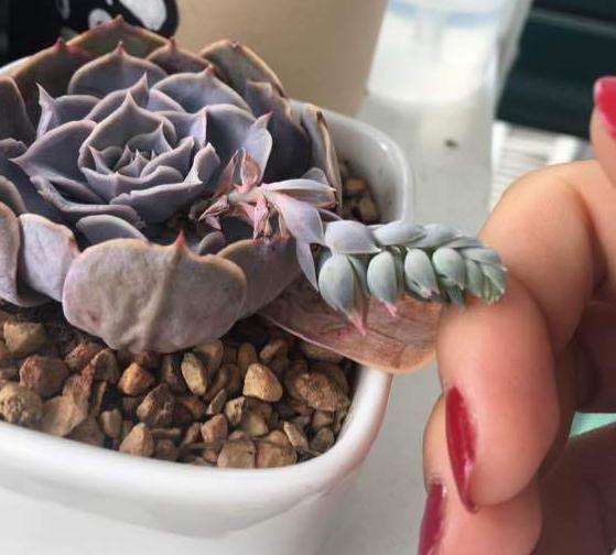 为什么冬天猎户座多肉准备开花了