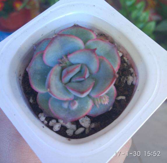 我的可能也是个假的猎户座多肉