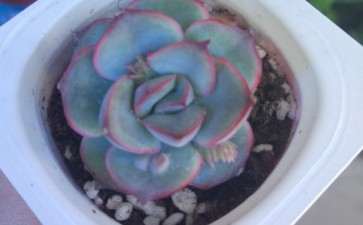 我的可能也是个假的猎户座多肉 图片