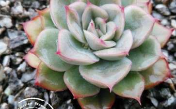 感觉我这棵猎户座多肉也是假的 图片