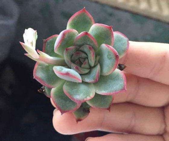 我这俩货是啥 是猎户座多肉吗