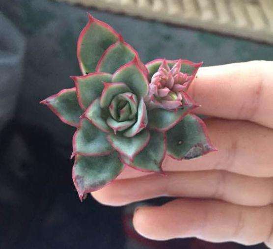 我这俩货是啥 是猎户座多肉吗