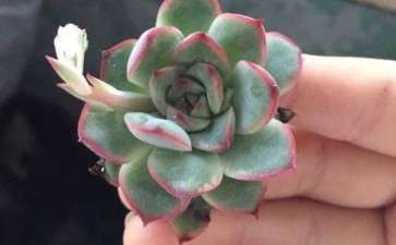 我这俩货是啥 是猎户座多肉吗 图片