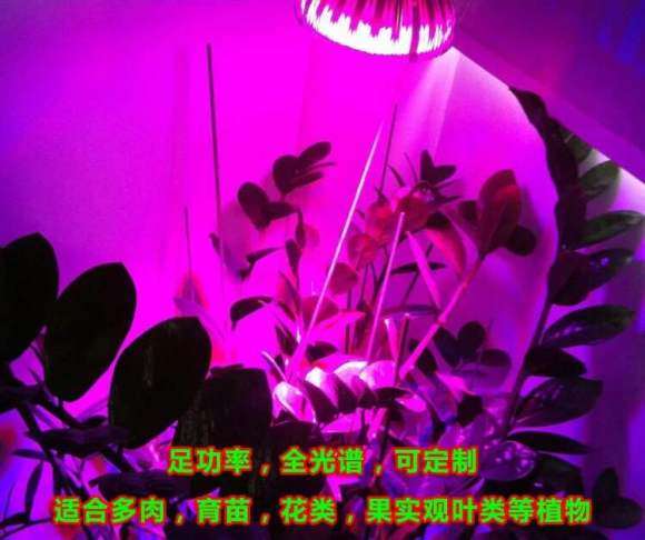 为什么多肉生长灯不要盲目入手