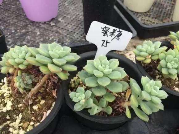 为什么多肉生长灯不要盲目入手