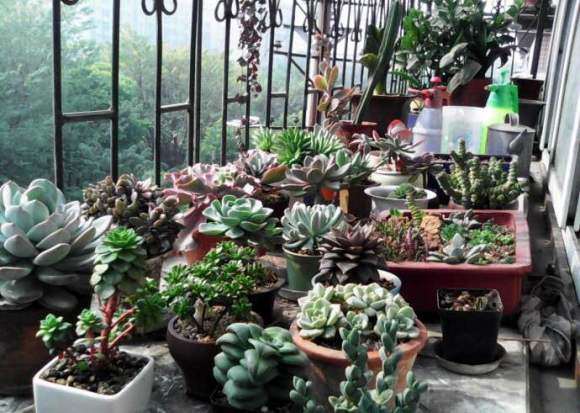 为什么多肉生长灯不要盲目入手