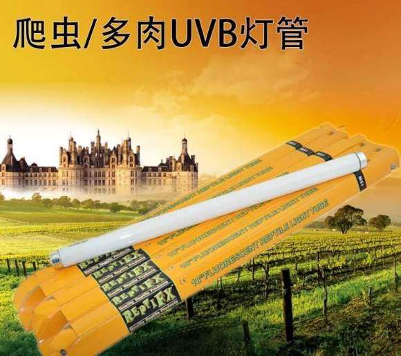 多肉植物会被光照灯晒伤吗