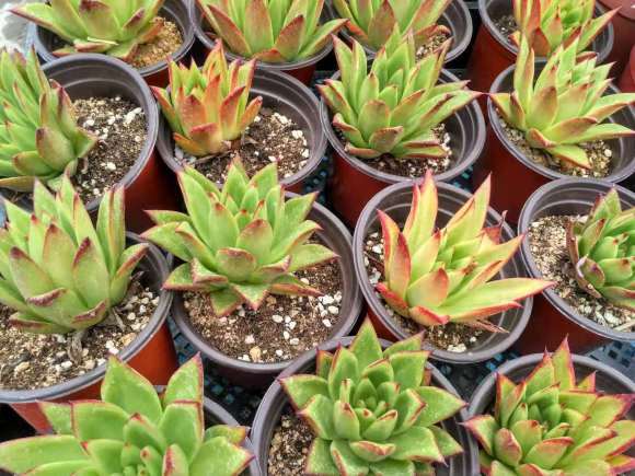 多肉植物会被光照灯晒伤吗