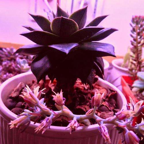 多肉植物怎么使用红蓝灯的方法