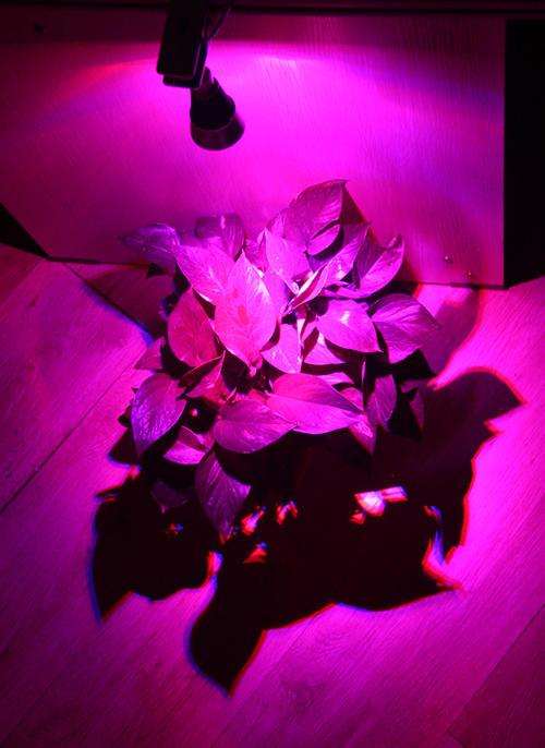 多肉植物怎么使用红蓝灯的方法