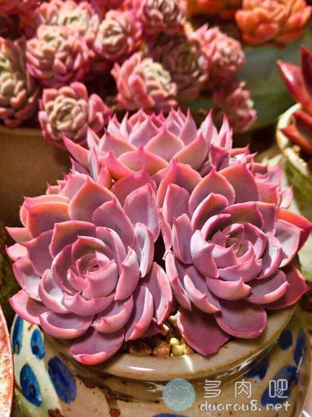 多肉植物怎么使用红蓝灯的方法